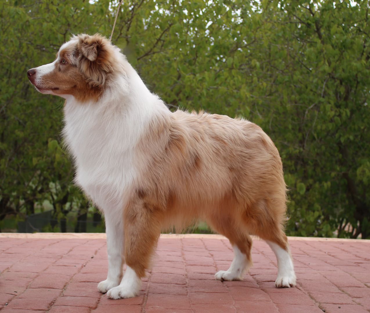 aussie rojo mirlo