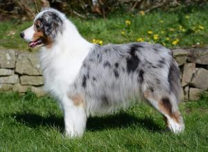 pastor australiano azul mirlo