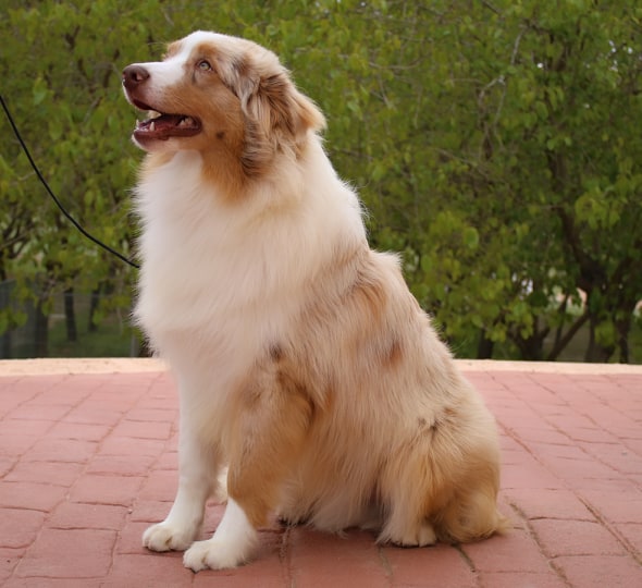 pastor australiano red merle